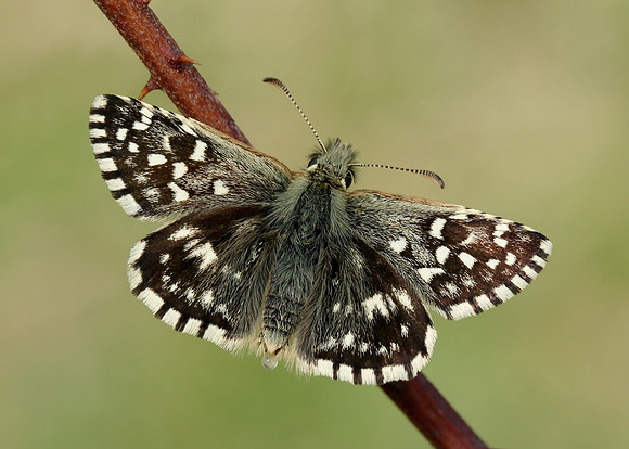 Grizzled Skipper Pyrgus malvae