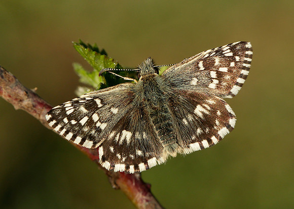 Grizzled Skipper Pyrgus malvae