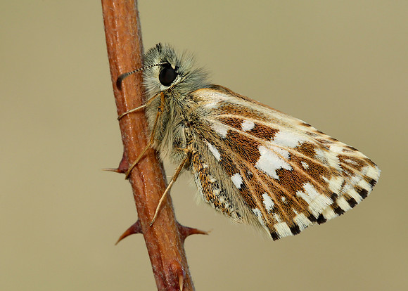 Grizzled Skipper Pyrgus malvae