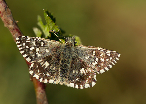Grizzled Skipper Pyrgus malvae