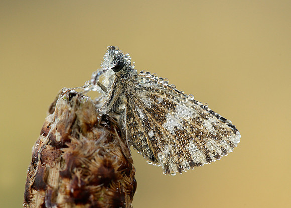 Grizzled Skipper Pyrgus malvae