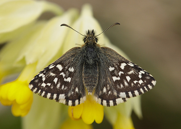 Grizzled Skipper Pyrgus malvae