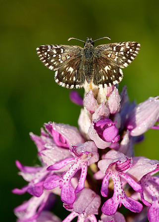 Grizzled Skipper Pyrgus malvae