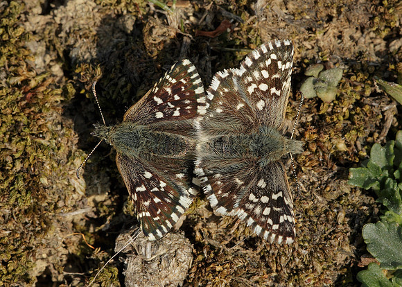 Grizzled Skipper Pyrgus malvae