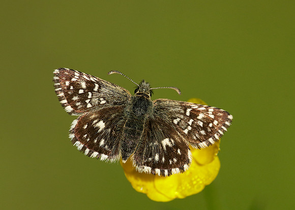 Grizzled Skipper Pyrgus malvae