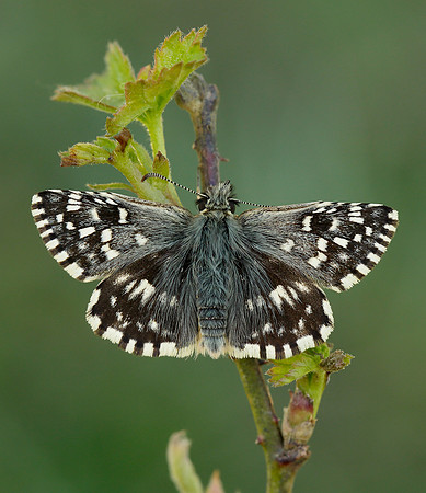 Grizzled Skipper Pyrgus malvae