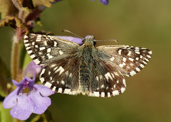 Grizzled Skipper Pyrgus malvae
