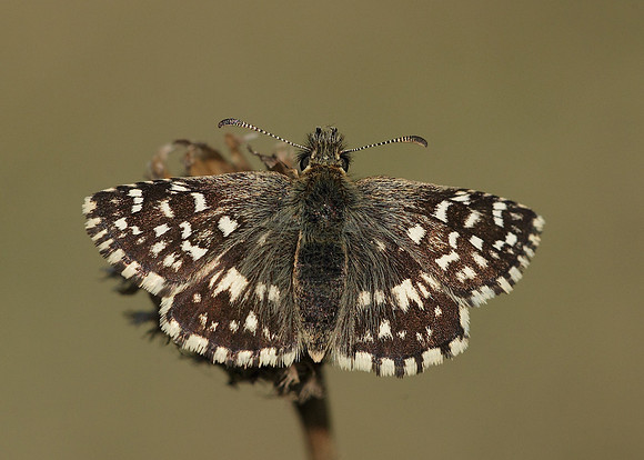 Grizzled Skipper Pyrgus malvae