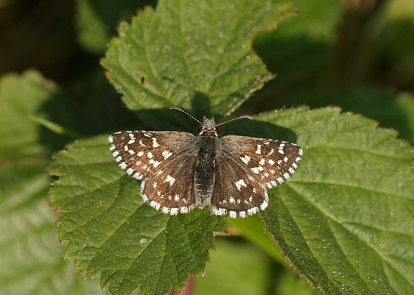 Grizzled Skipper Pyrgus malvae