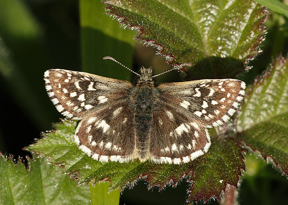 Grizzled Skipper Pyrgus malvae