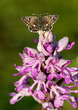Grizzled Skipper Pyrgus malvae