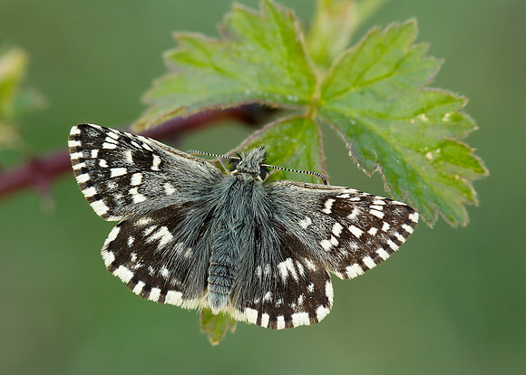 Grizzled Skipper Pyrgus malvae