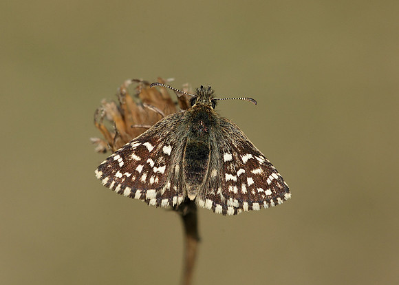 Grizzled Skipper Pyrgus malvae
