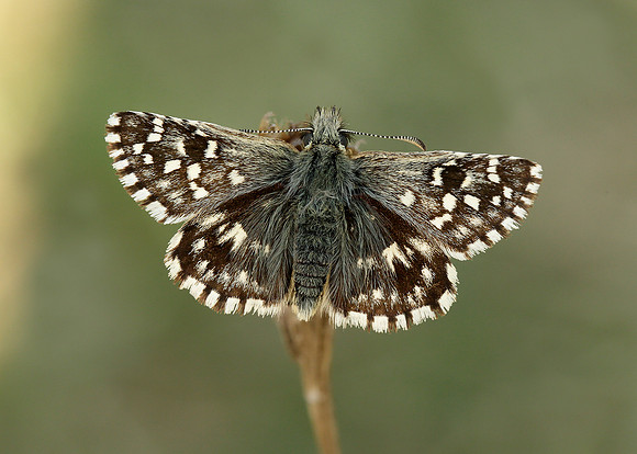 Grizzled Skipper Pyrgus malvae