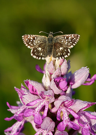 Grizzled Skipper Pyrgus malvae