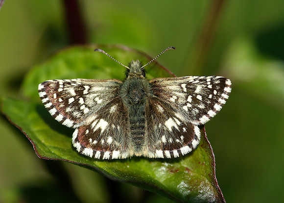 Grizzled Skipper Pyrgus malvae