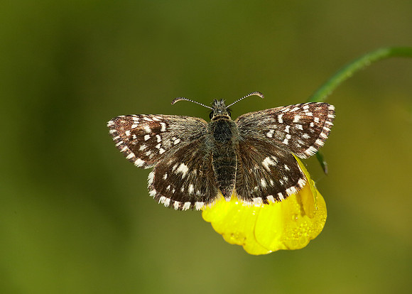 Grizzled Skipper Pyrgus malvae
