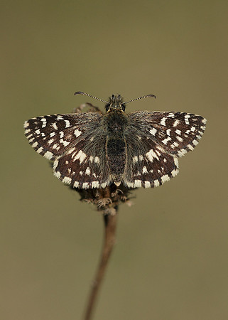 Grizzled Skipper Pyrgus malvae