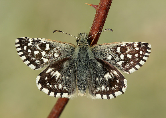 Grizzled Skipper Pyrgus malvae