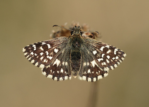 Grizzled Skipper Pyrgus malvae