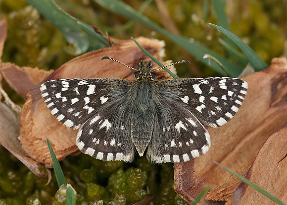 Grizzled Skipper Pyrgus malvae