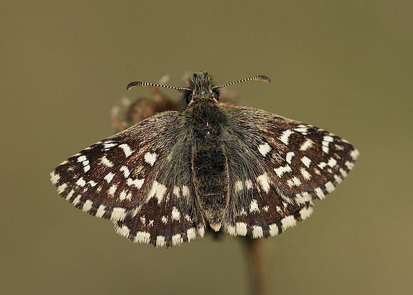 Grizzled Skipper Pyrgus malvae