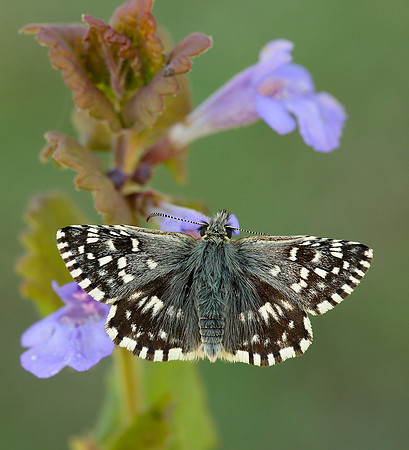 Grizzled Skipper Pyrgus malvae