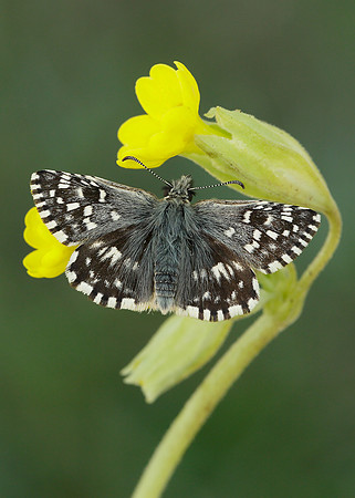 Grizzled Skipper Pyrgus malvae