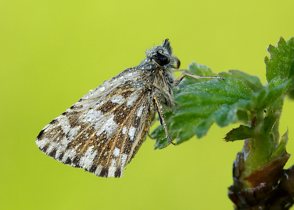 Grizzled Skipper Pyrgus malvae