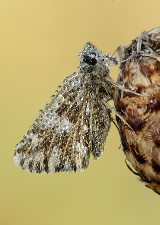 Grizzled Skipper Pyrgus malvae