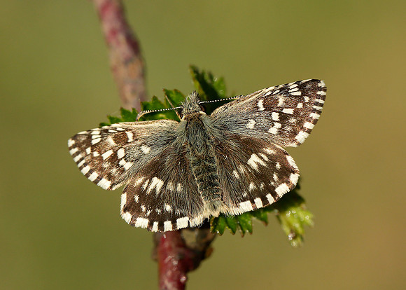 Grizzled Skipper Pyrgus malvae