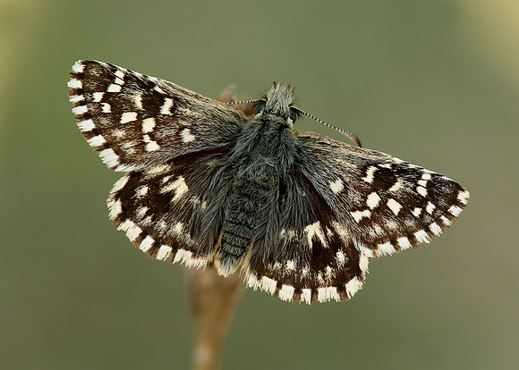 Grizzled Skipper Pyrgus malvae