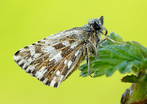 Grizzled Skipper Pyrgus malvae