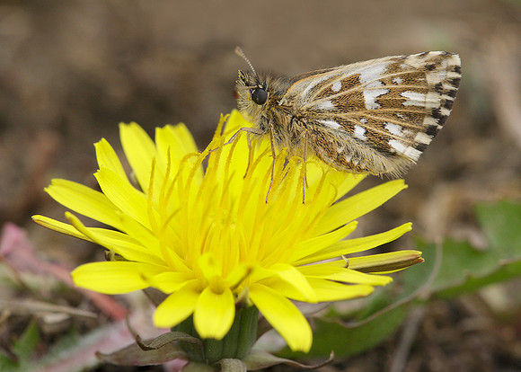 Grizzled Skipper Pyrgus malvae