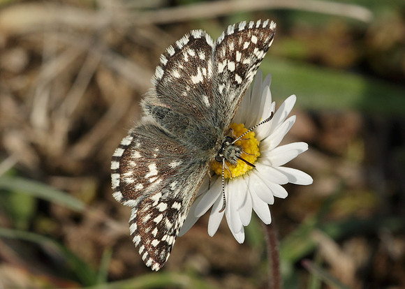 Grizzled Skipper Pyrgus malvae