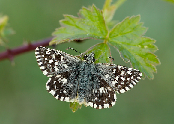 Grizzled Skipper Pyrgus malvae