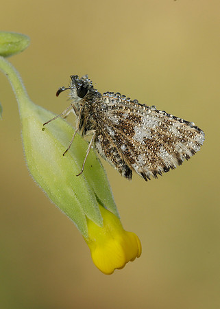 Grizzled Skipper Pyrgus malvae