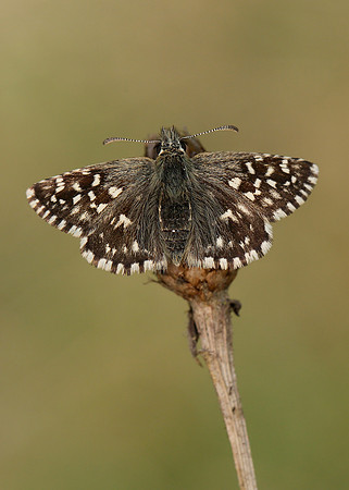 Grizzled Skipper Pyrgus malvae