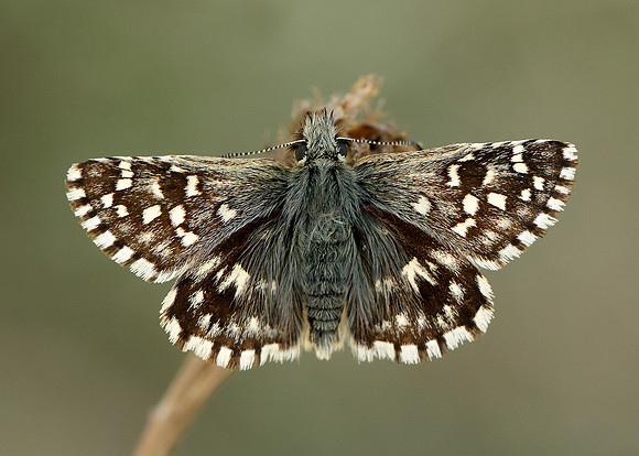 Grizzled Skipper Pyrgus malvae
