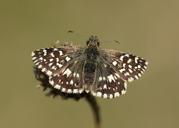 Grizzled Skipper Pyrgus malvae