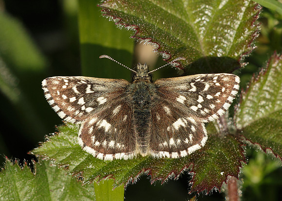 Grizzled Skipper Pyrgus malvae