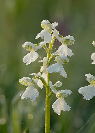 Green-winged Orchid Anacamptis morio