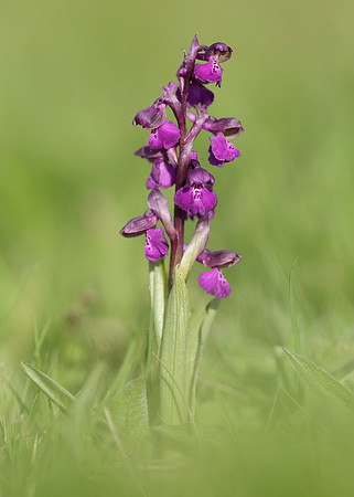 Green-winged Orchid Anacamptis morio