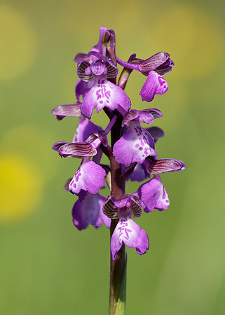 Green-winged Orchid Anacamptis morio