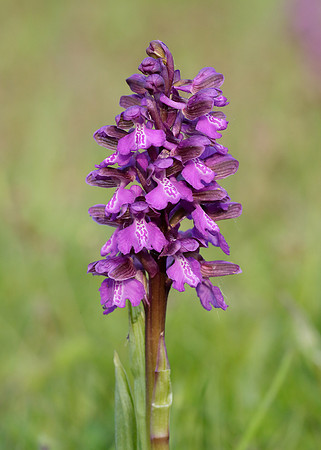 Green-winged Orchid Anacamptis morio