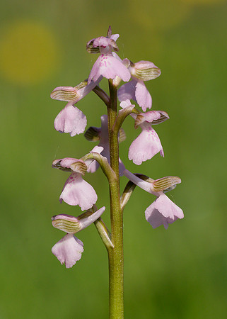 Green-winged Orchid Anacamptis morio