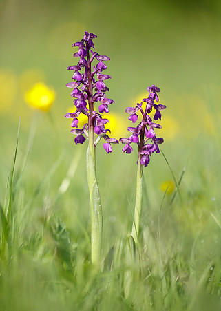 Green-winged Orchid Anacamptis morio