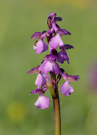Green-winged Orchid Anacamptis morio