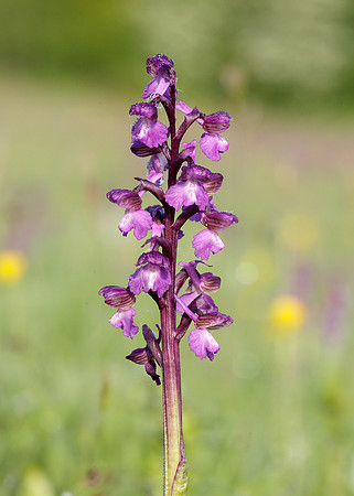 Green-winged Orchid Anacamptis morio