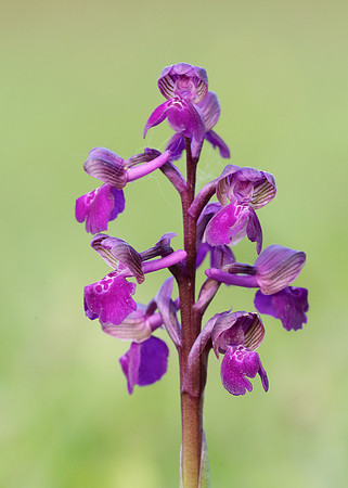 Green-winged Orchid Anacamptis morio